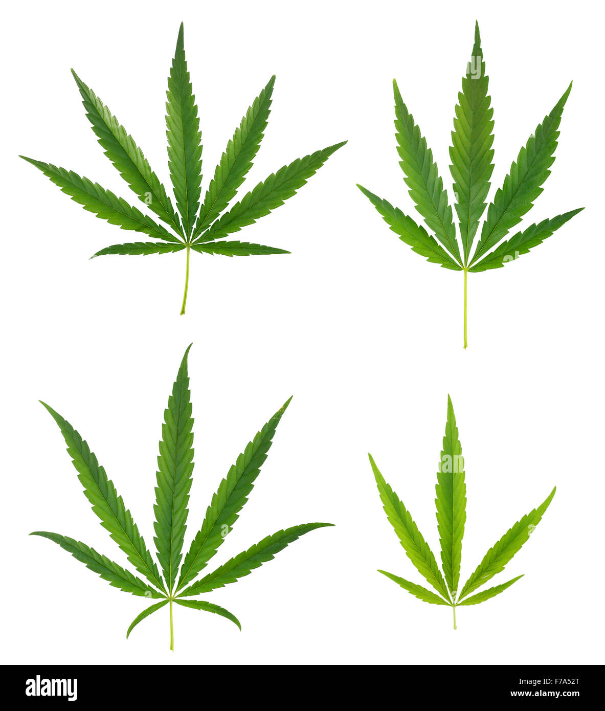 Set of cannabis leafs isolated on white Stock Photo