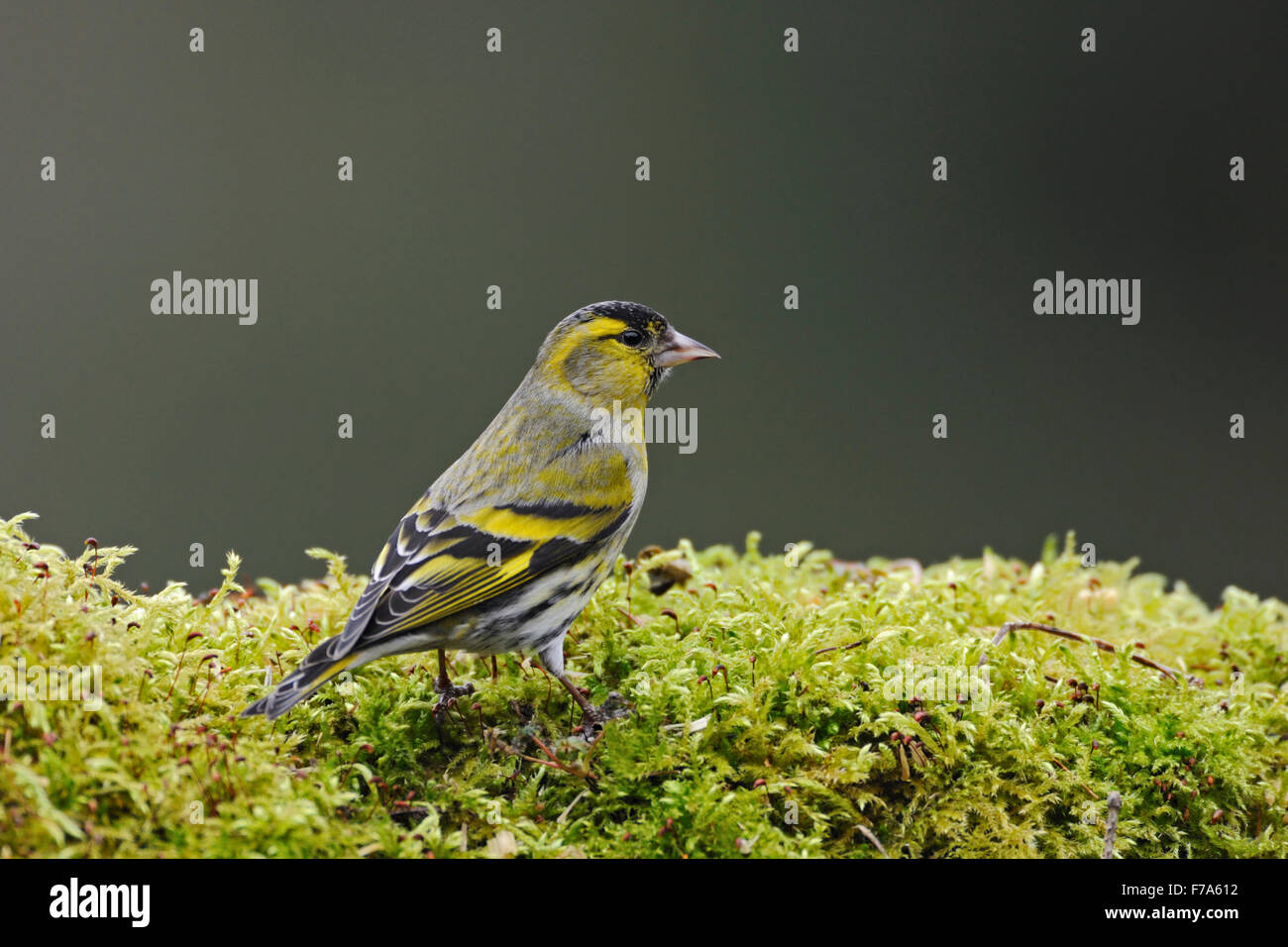 Colorful Eurasian Siskin / Erlenzeisig ( Spinus spinus / Carduelis spinus ) sits on a bunch of moos. Stock Photo