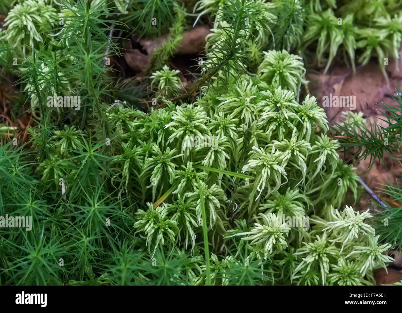 Cormophyte hires stock photography and images Alamy