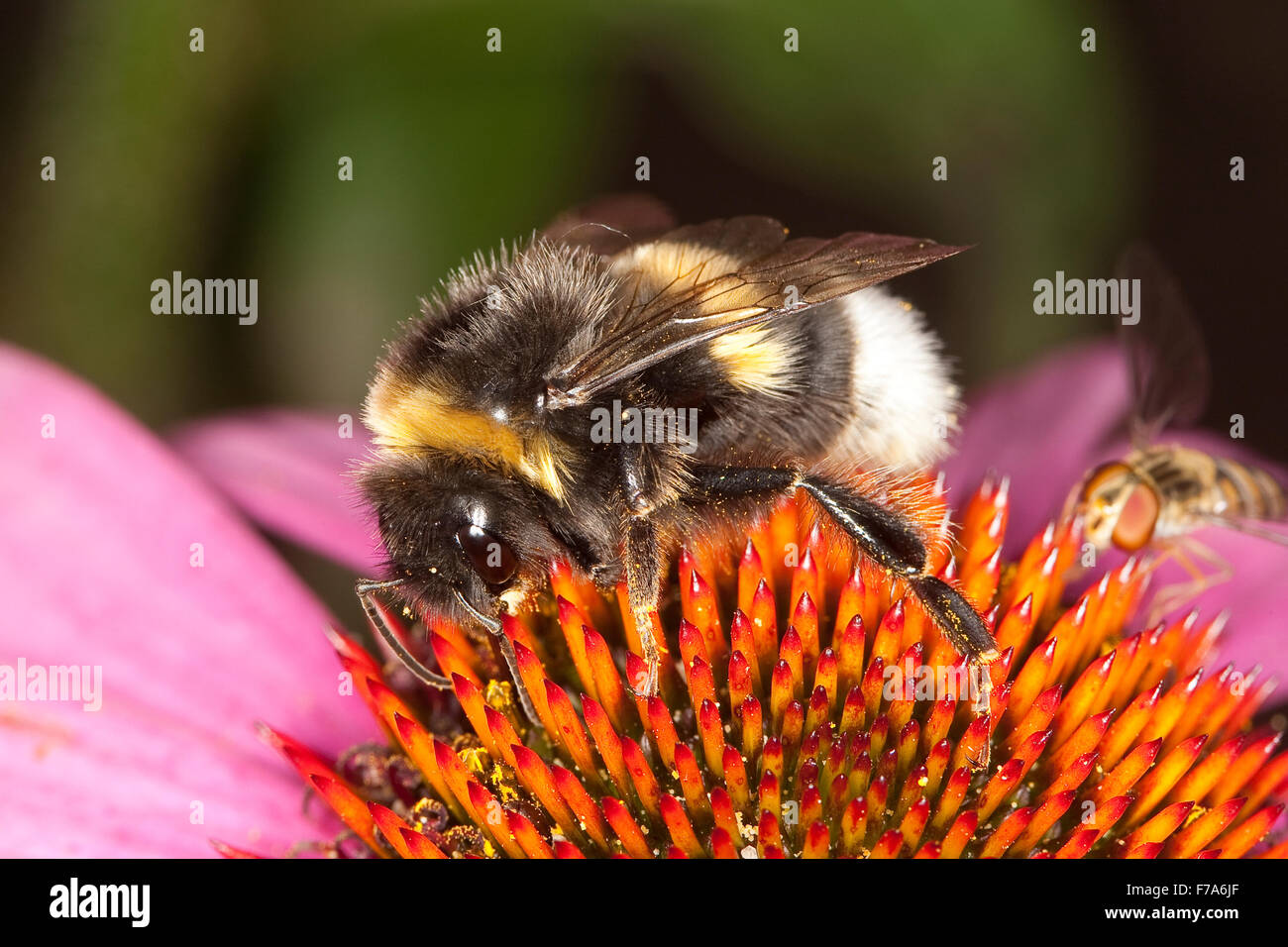 White-tailed bumble bee, bumblebee, Helle Erdhummel, Weißschwanz-Erdhummel, Hellgelbe Erdhummel, Bombus lucorum, Blütenbesuch Stock Photo