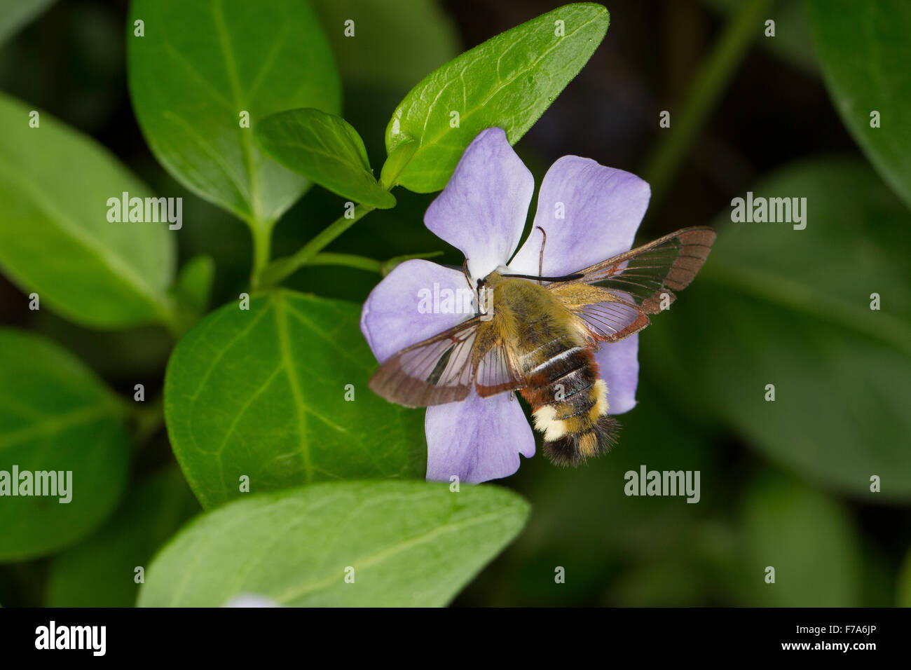 Broad-bordered bee hawk-moth, broad-bordered bee hawkmoth, Hummelschwärmer, Hemaris fuciformis, Haemorrhagia fuciformis Stock Photo