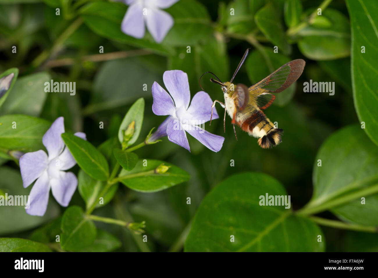 Broad-bordered bee hawk-moth, broad-bordered bee hawkmoth, Hummelschwärmer, Hemaris fuciformis, Haemorrhagia fuciformis Stock Photo