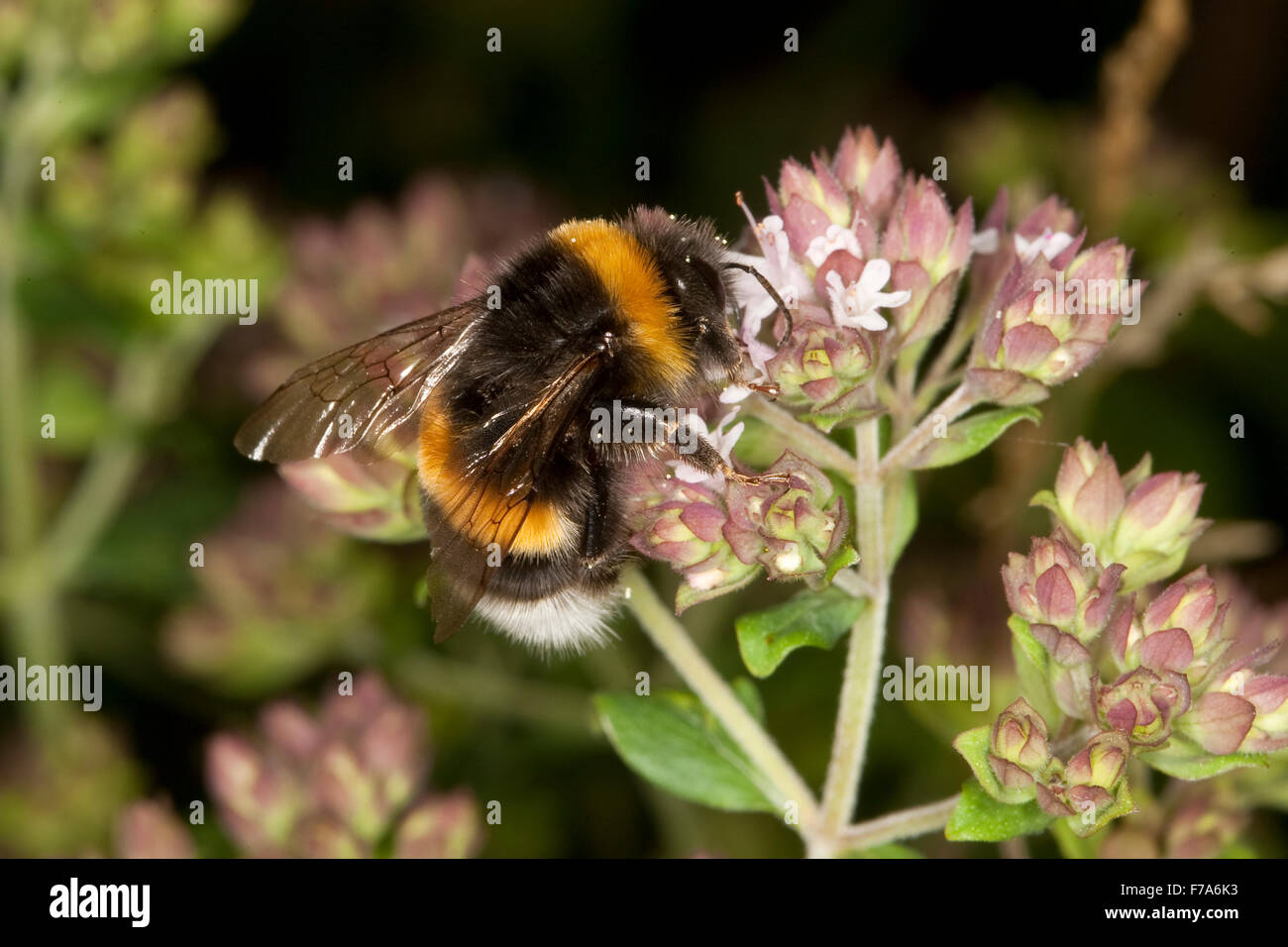 White-tailed bumble bee, bumblebee, Helle Erdhummel, Weißschwanz-Erdhummel, Hellgelbe Erdhummel, Bombus lucorum, Blütenbesuch Stock Photo