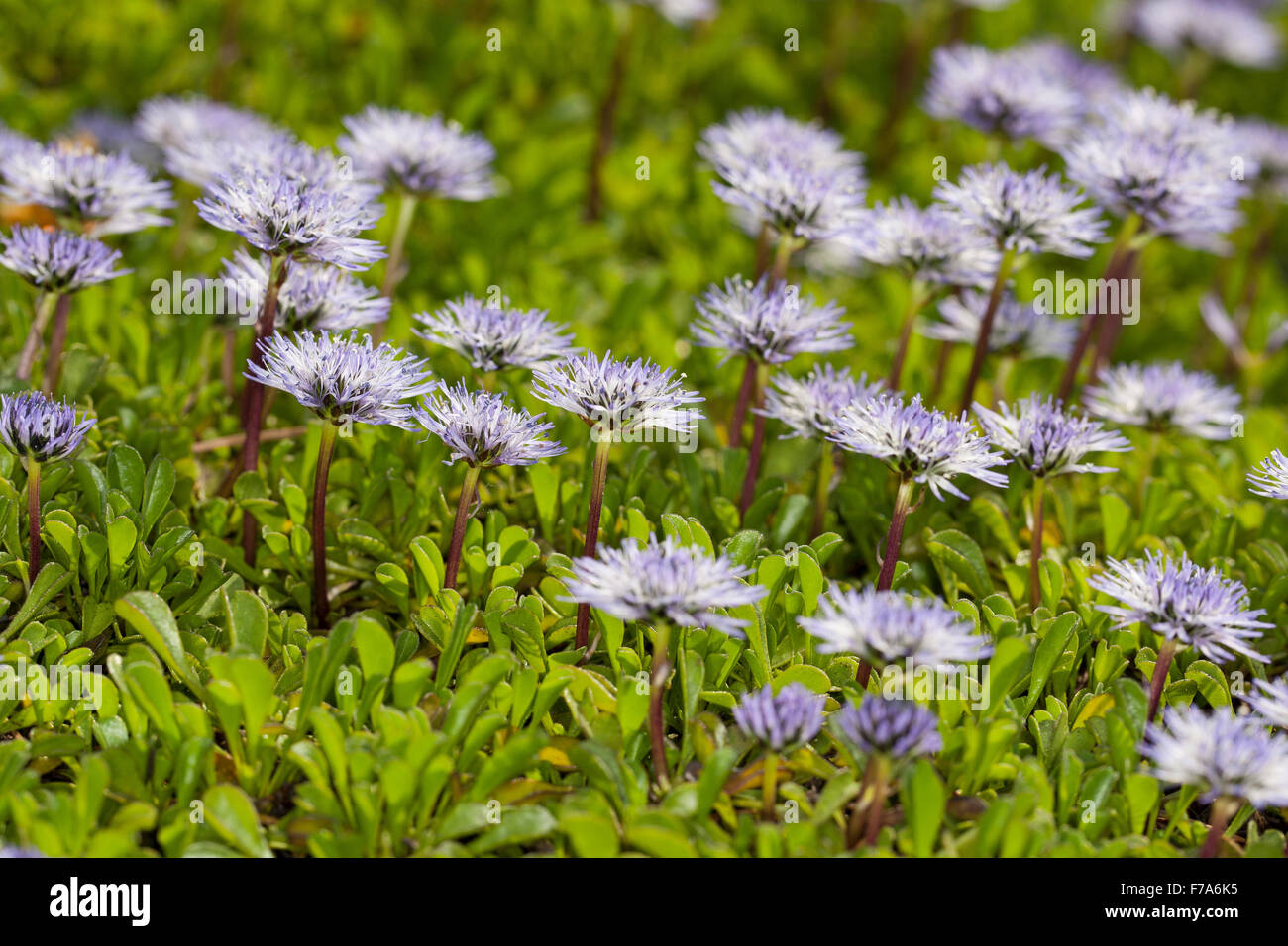 Heart leaf globe daisy, heart-leaved globe daisy, Herzblättrige Kugelblume, Herzblatt-Kugelblume, Globularia cordifolia Stock Photo