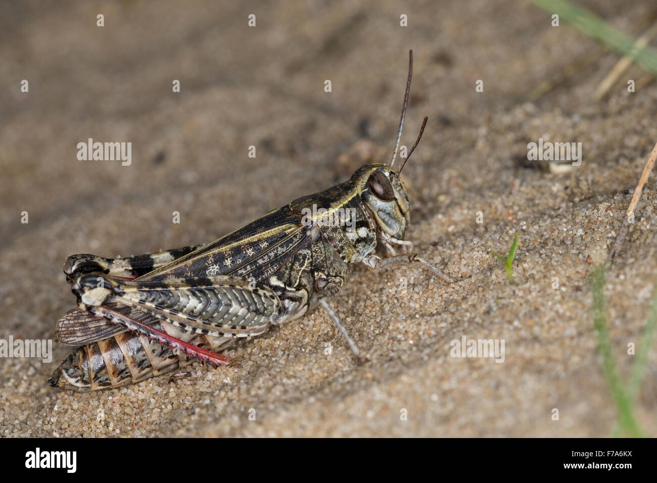 Italian locust, Italienische Schönschrecke, Calliptamus italicus, Calliptenus cerisanus, le Criquet italien, Caloptène italien Stock Photo
