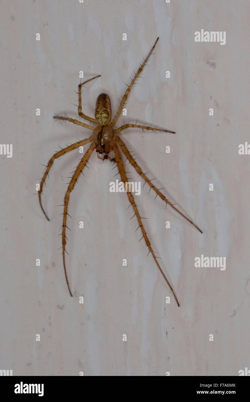 Autumn spider, Autumn-spider, Lesser Garden Spider, Herbstspinne ...