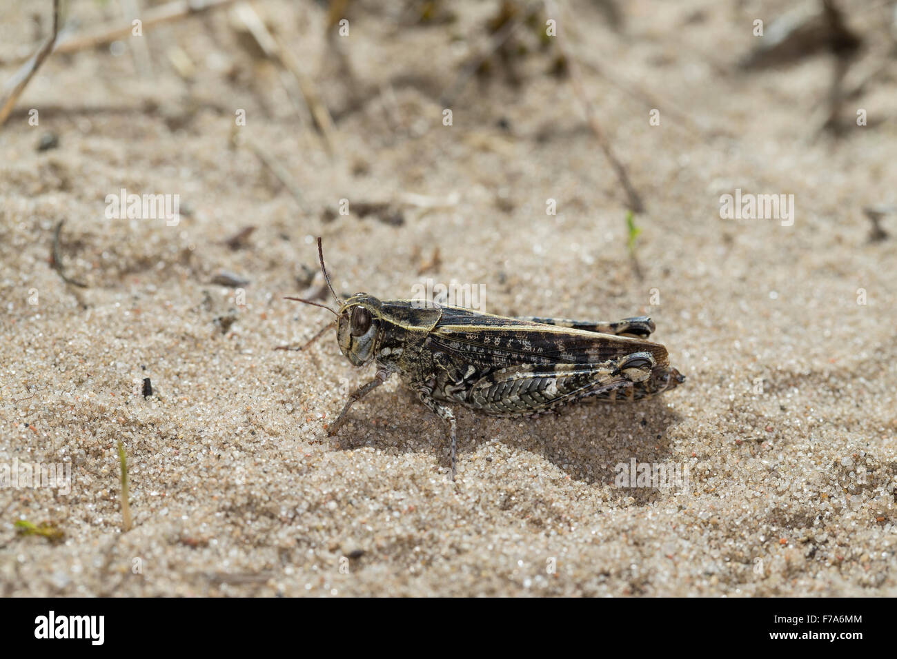 Italian locust, Italienische Schönschrecke, Calliptamus italicus, Calliptenus cerisanus, le Criquet italien, Caloptène italien Stock Photo