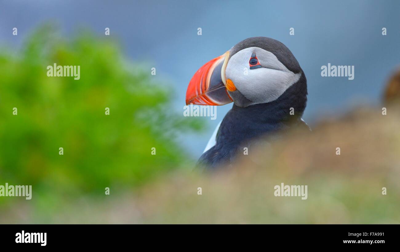 Puffin (Fratercula arctica), portrait, Latrabjarg, Westfjords, Westfirdir, Iceland Stock Photo