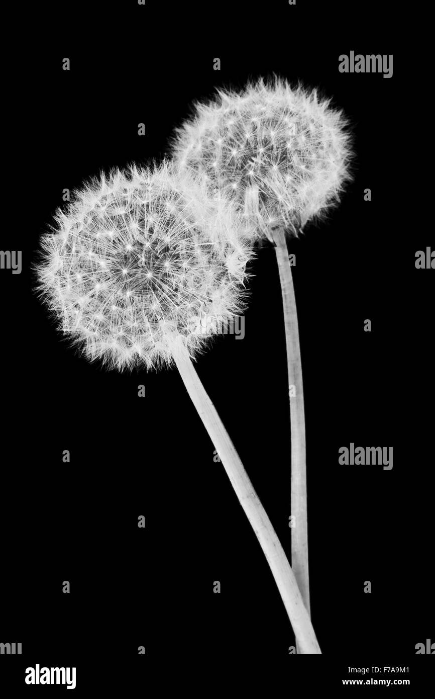 Black and white shot of dandelion seed head on black background Stock Photo