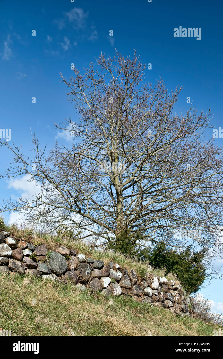 Stone fence and tree against the blue sky Stock Photo