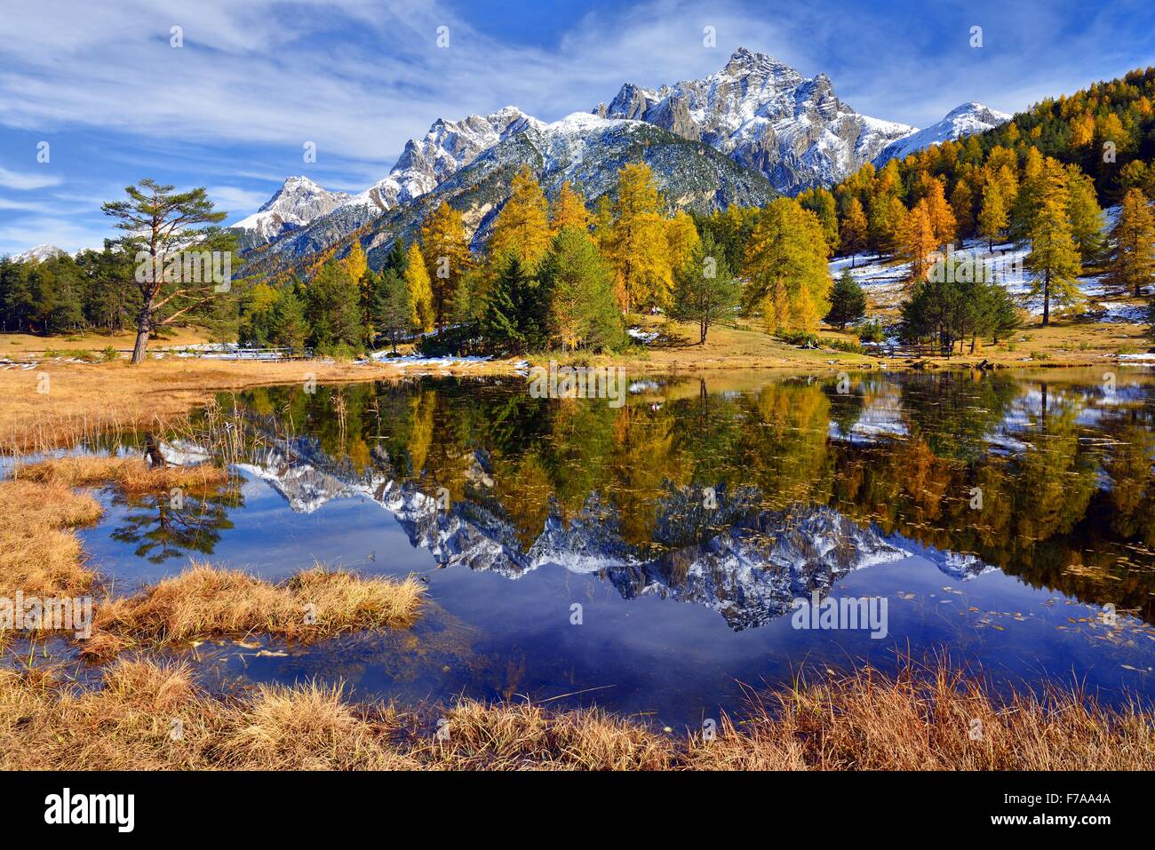Snow-covered mountains and autumnal larch forest reflected in the Lai Nair, Schwarzsee lake, Tarasp, Engadin Stock Photo