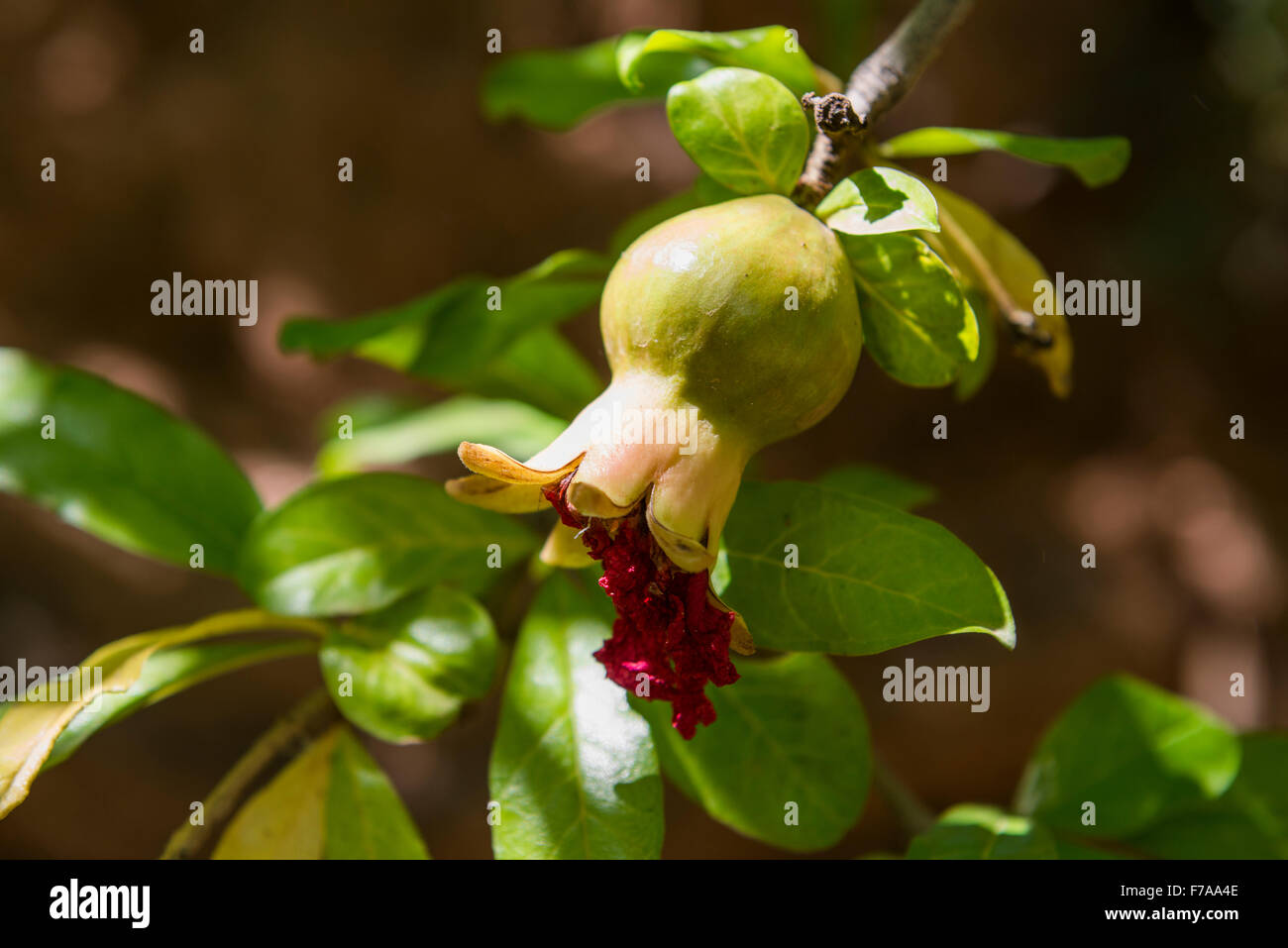 Pomegranate (Punica granatum), Morocco Stock Photo