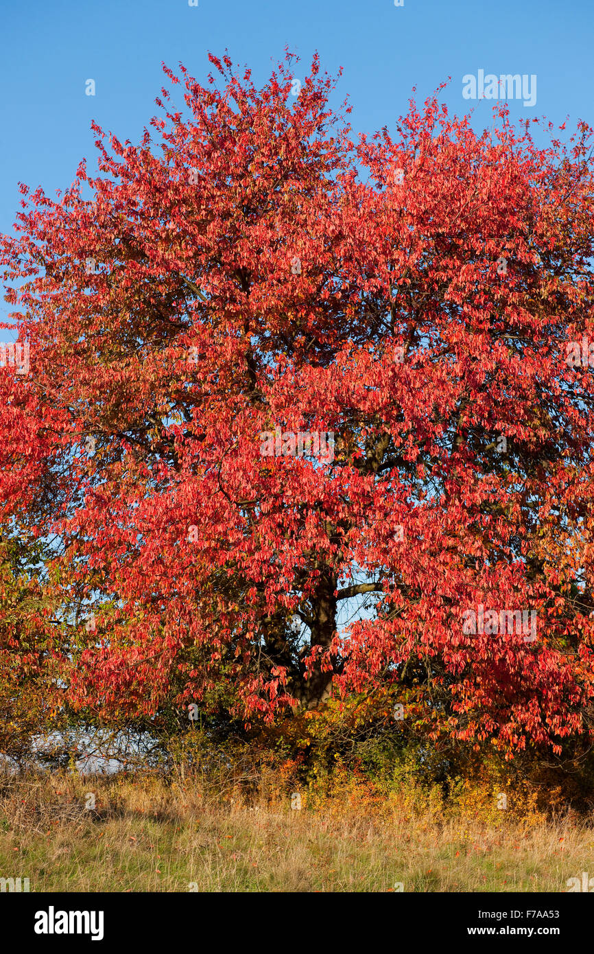 Bird cherry (Prunus avium) with red leaves in autumn, Thuringia, Germany Stock Photo