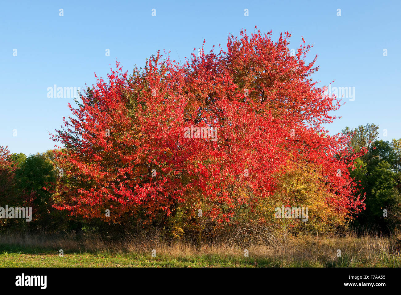 Bird cherry (Prunus avium) with red leaves in autumn, Thuringia, Germany Stock Photo