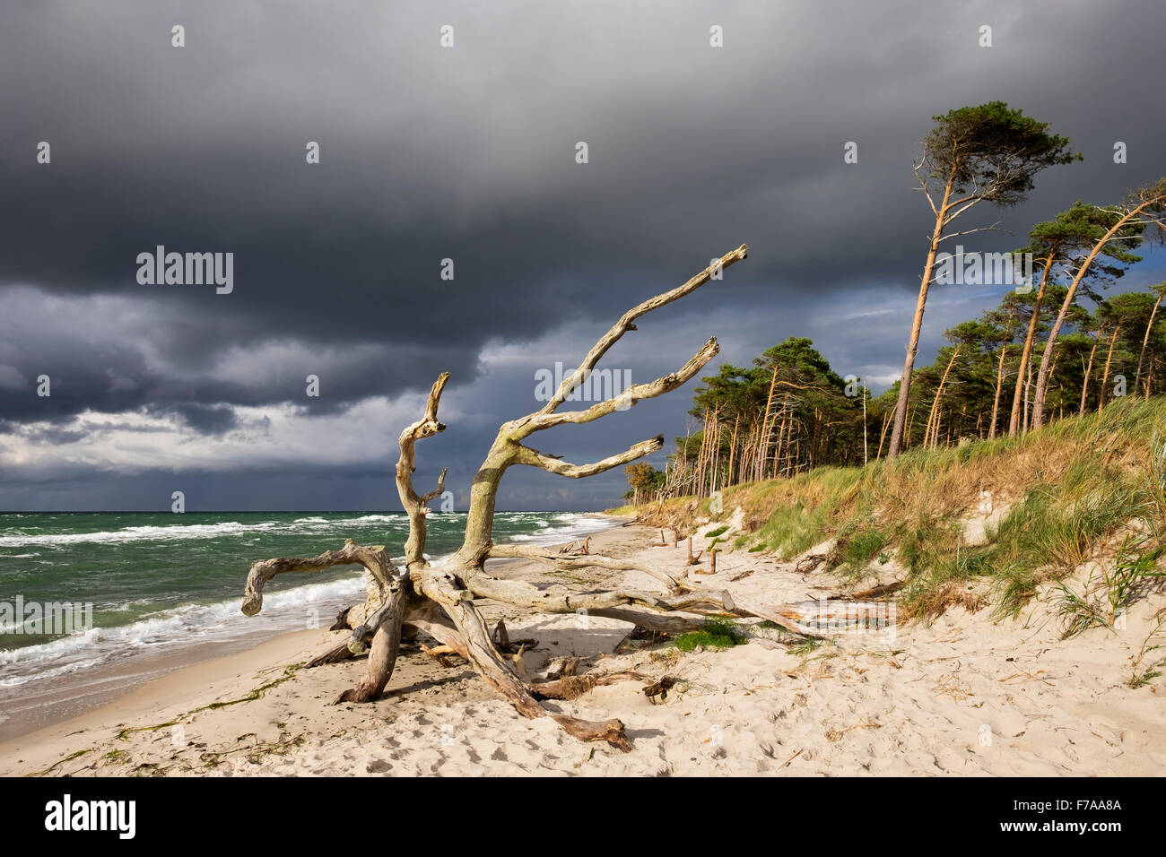 Dead tree on the west beach at the Baltic Sea, dark clouds, Born am Darß, Fischland-Darß-Zingst, Western Pomerania Lagoon Area Stock Photo