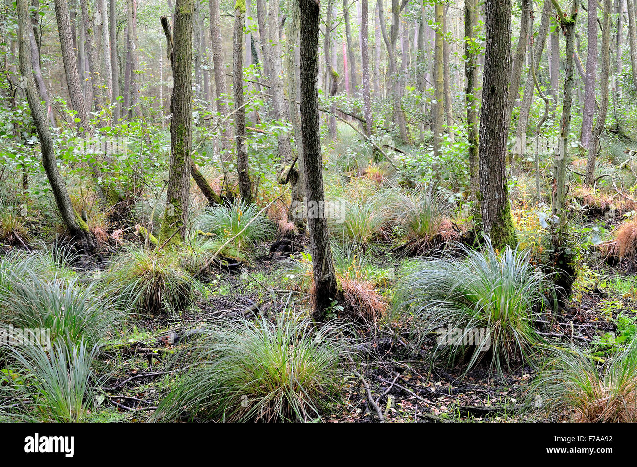 Alder (Alnus sp.), Alder swamp with sedges (Carex acutiformis) Darßer Forest, Western Pomerania Lagoon Area National Park Stock Photo