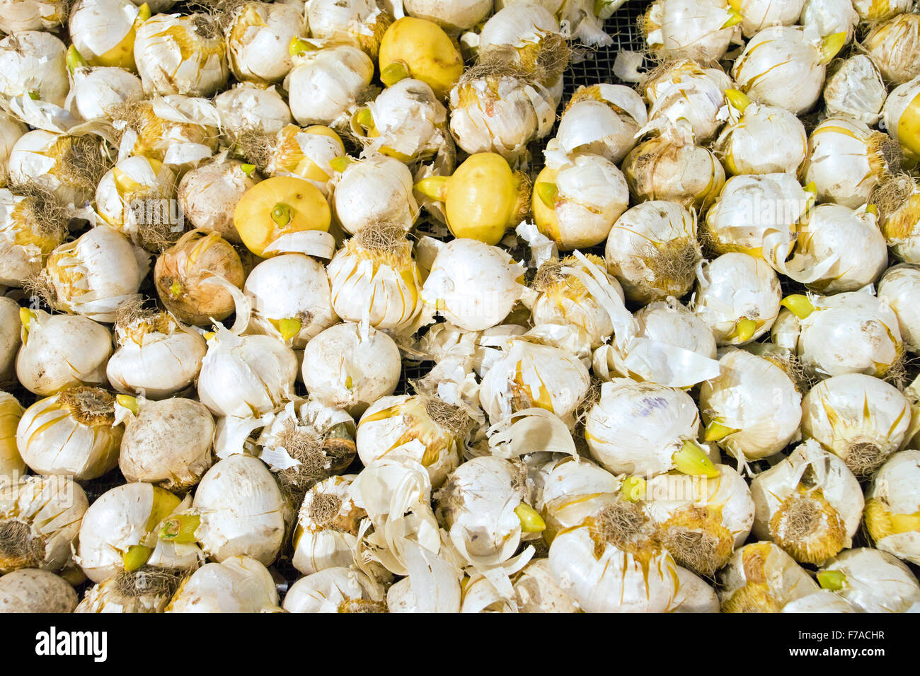 A background of flower bulbs Stock Photo - Alamy