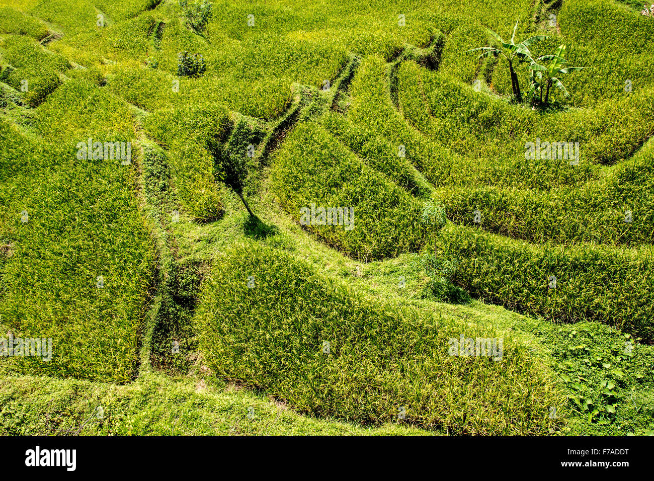 View of rice terraces hi-res stock photography and images - Alamy
