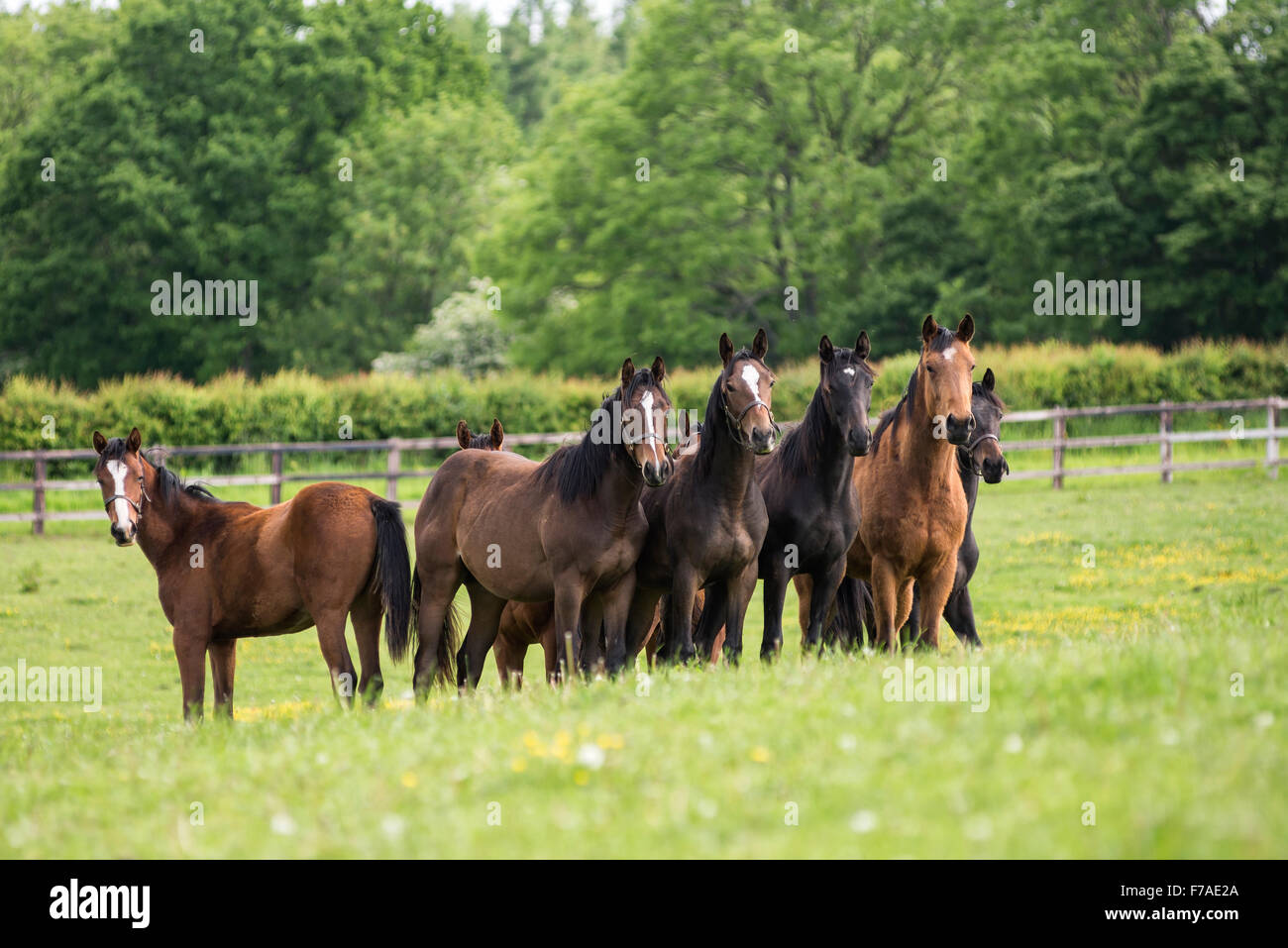 Herd of young English thoroughbred horses in a field Stock Photo