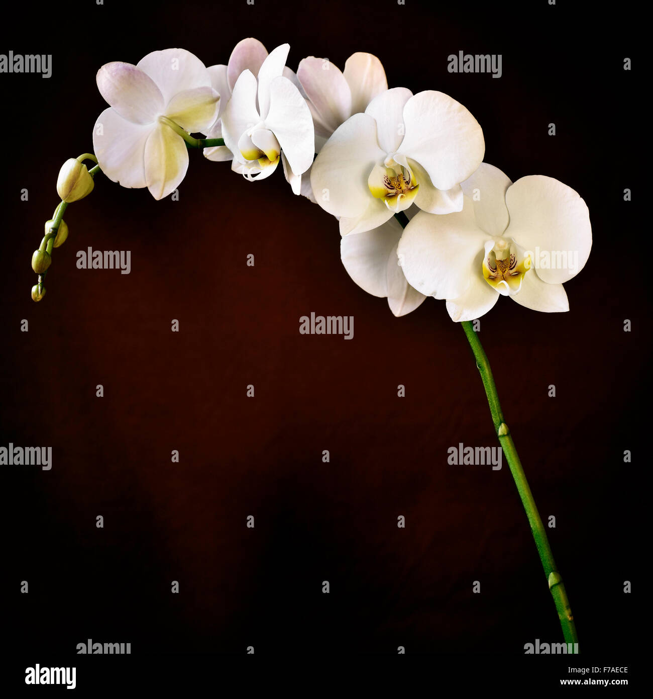 detail of the beautiful white flowers of a Phalaenopsis aphrodite orchid against a gradient brown background Stock Photo