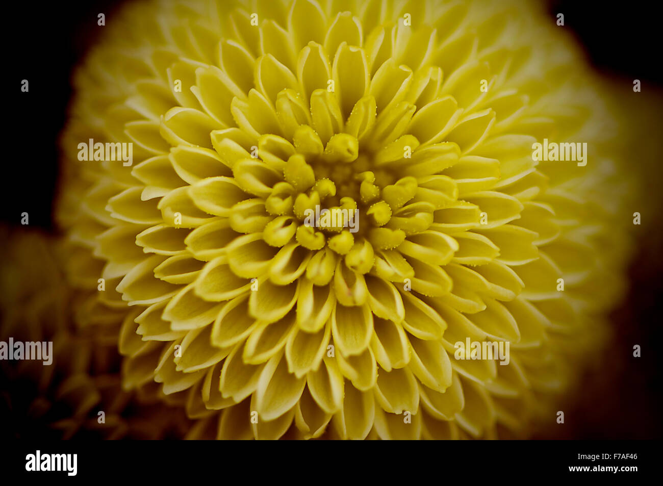 Yellow Chrysanthemum Stock Photo