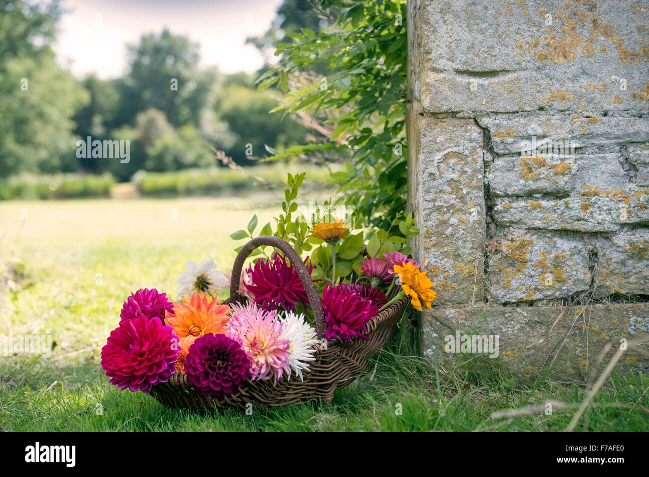 Zinnias dahlias in summer garden hires stock photography and images