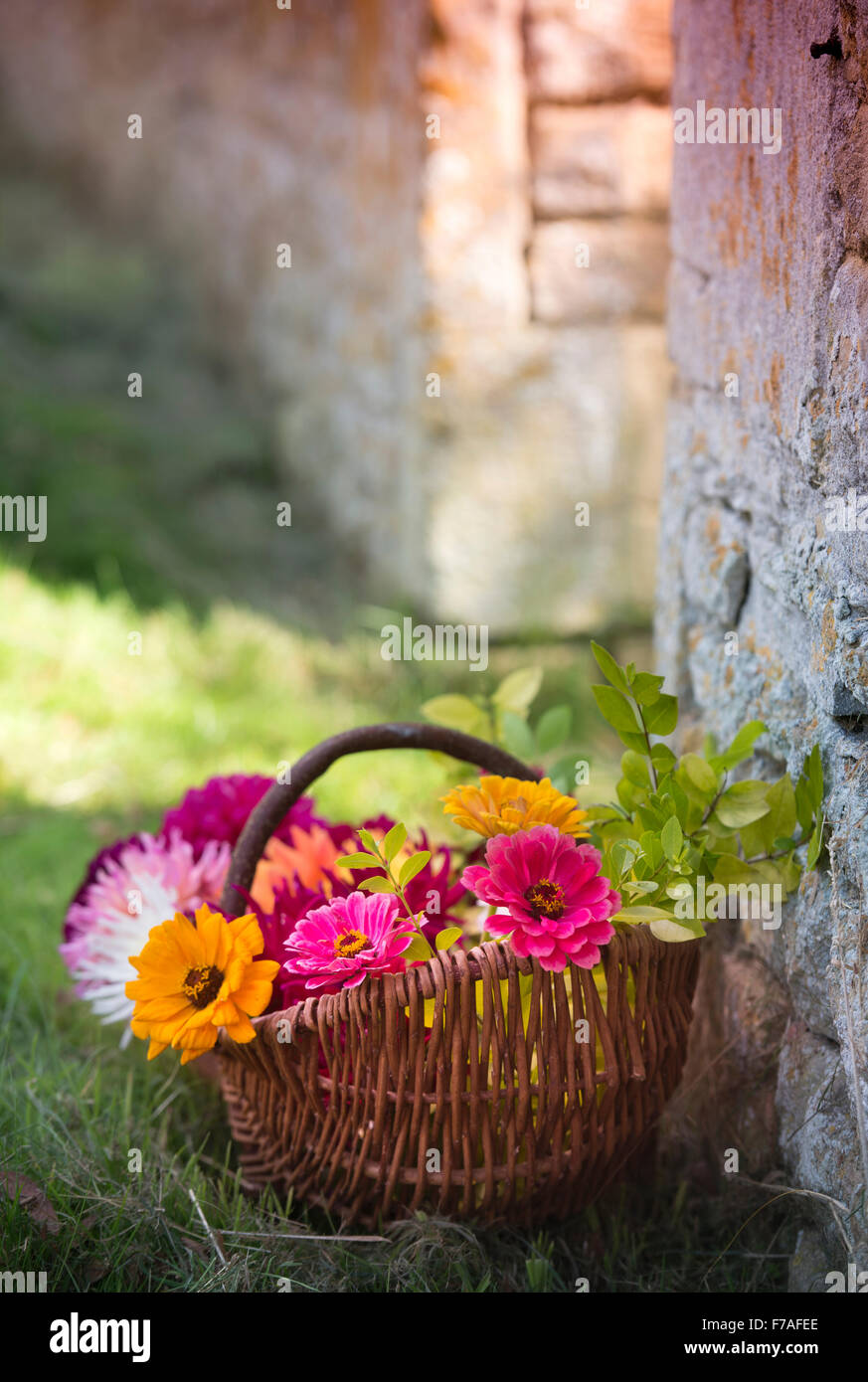 Cut Dahlias High Resolution Stock Photography and Images - Alamy