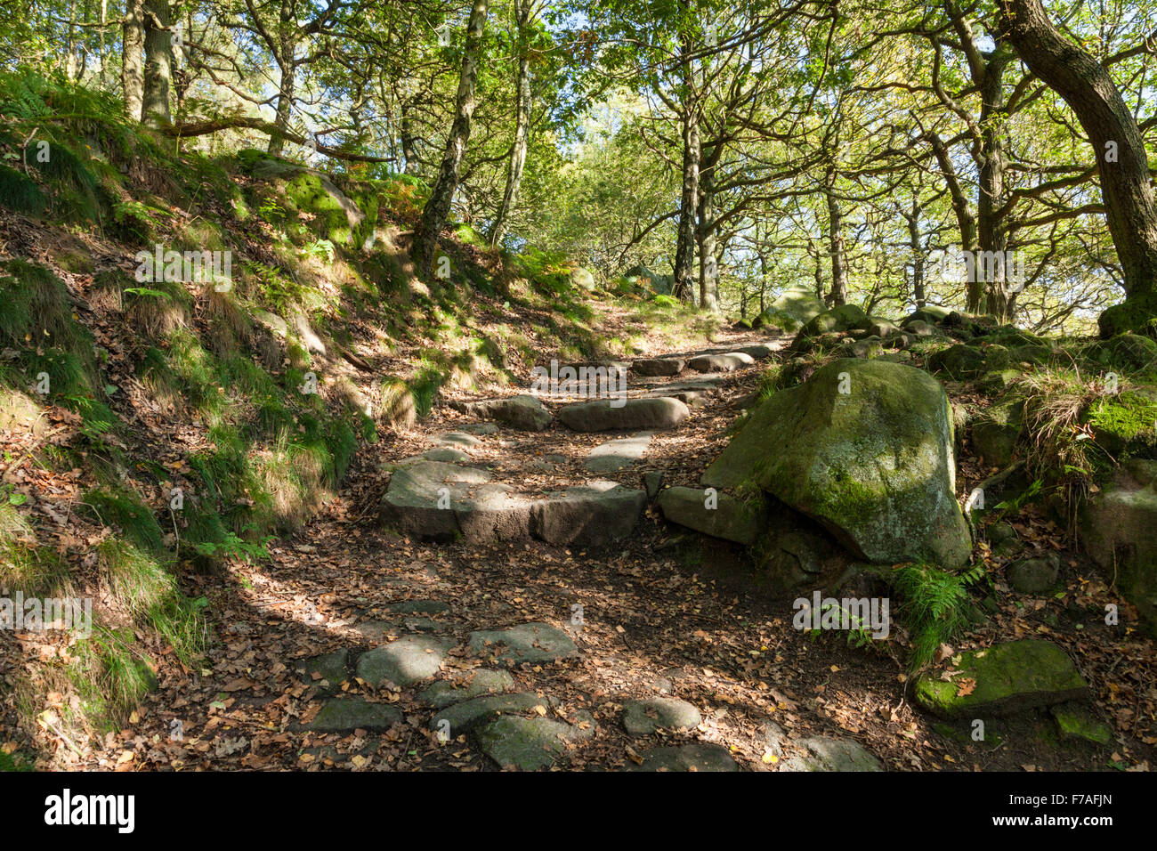 A path through ancient woodland. Trees in Autumn, Padley Gorge, Derbyshire, Peak District, England, UK Stock Photo