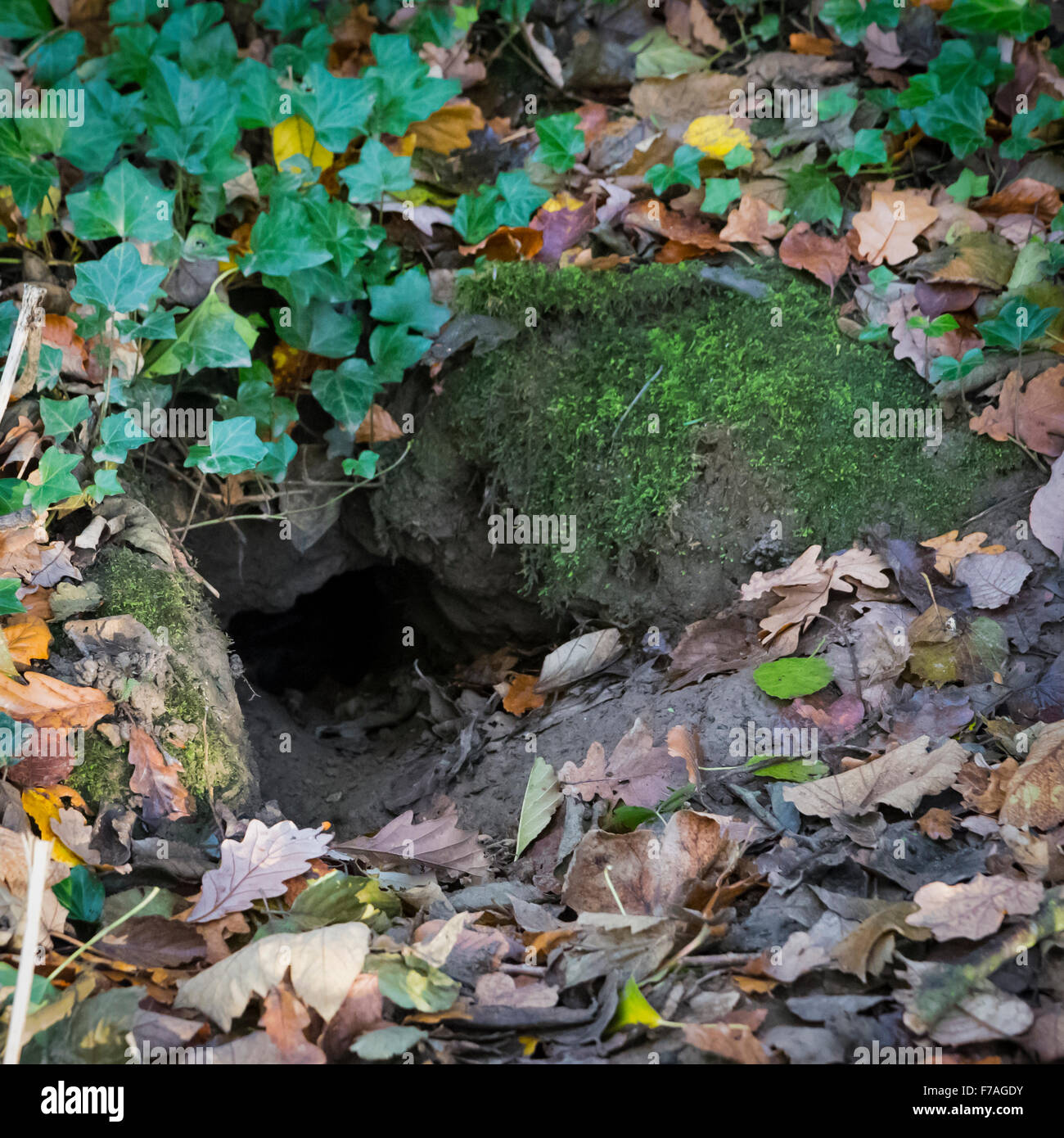 Underground Animal Stock Photos & Underground Animal Stock Images Alamy