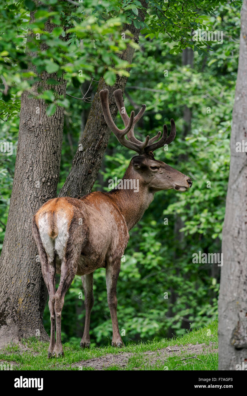 Red deer (Cervus elaphus) stag with antlers covered in velvet in forest in spring Stock Photo