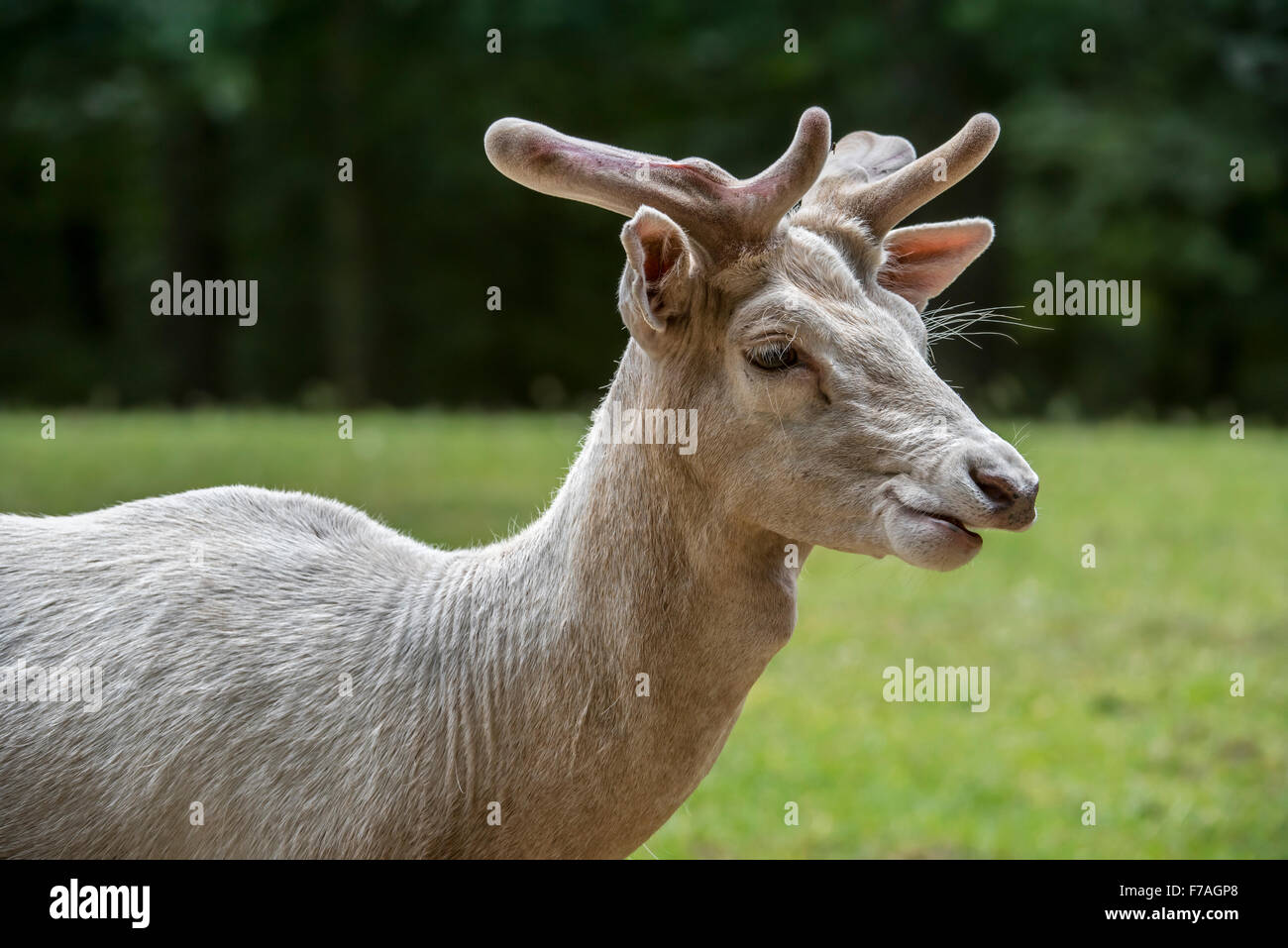 Close up of leucistic white red deer stag (Cervus elaphus) with antlers covered in velvet in spring Stock Photo