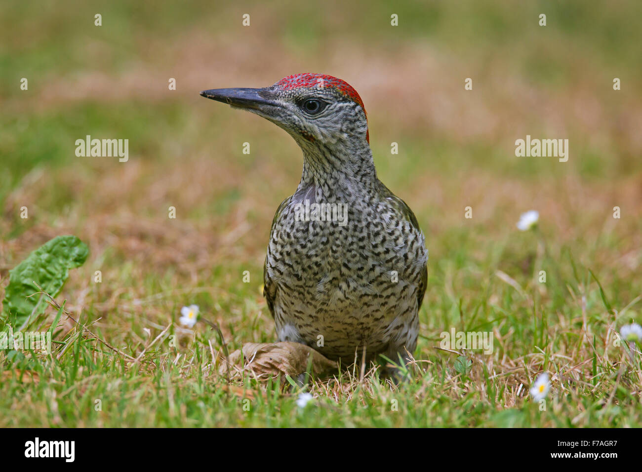 Picus viridis green woodpecker uk hi-res stock photography and images