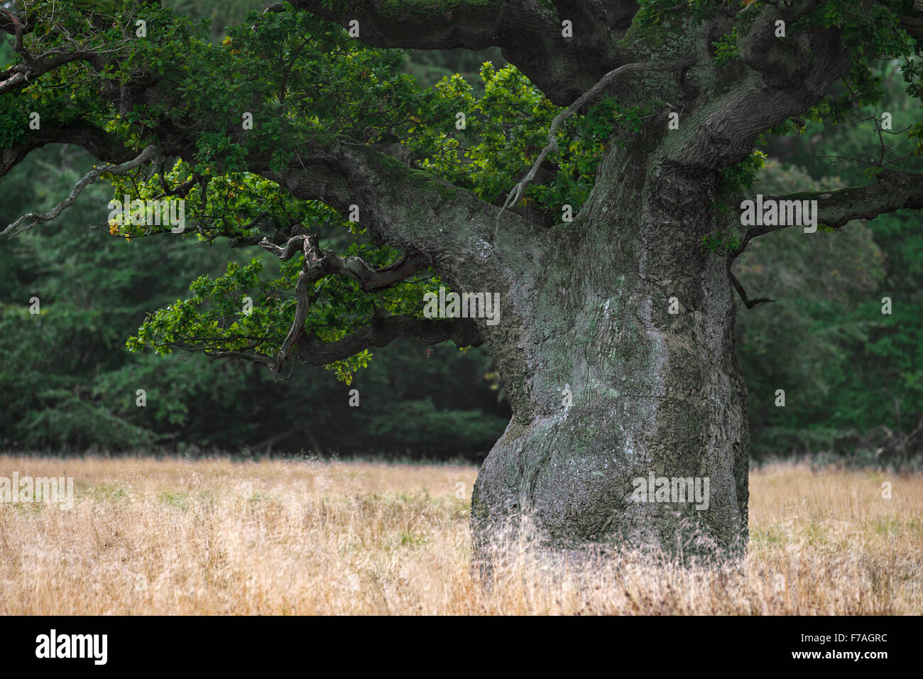 Old English oak / pedunculate oak / French oak tree (Quercus robur) in grassland at forest's edge Stock Photo