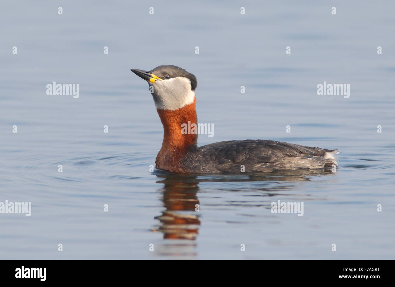 Red-necked Grebe. Stock Photo