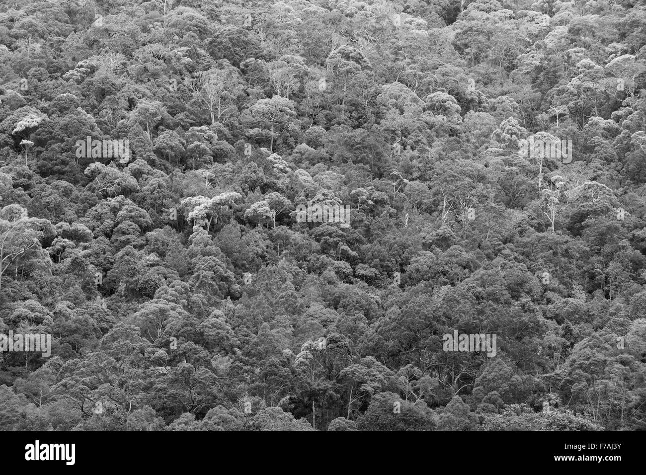 Dense jungle canopy on a steep slope. Monochrome shot of the foliage giving a contrasting natural pattern. Stock Photo