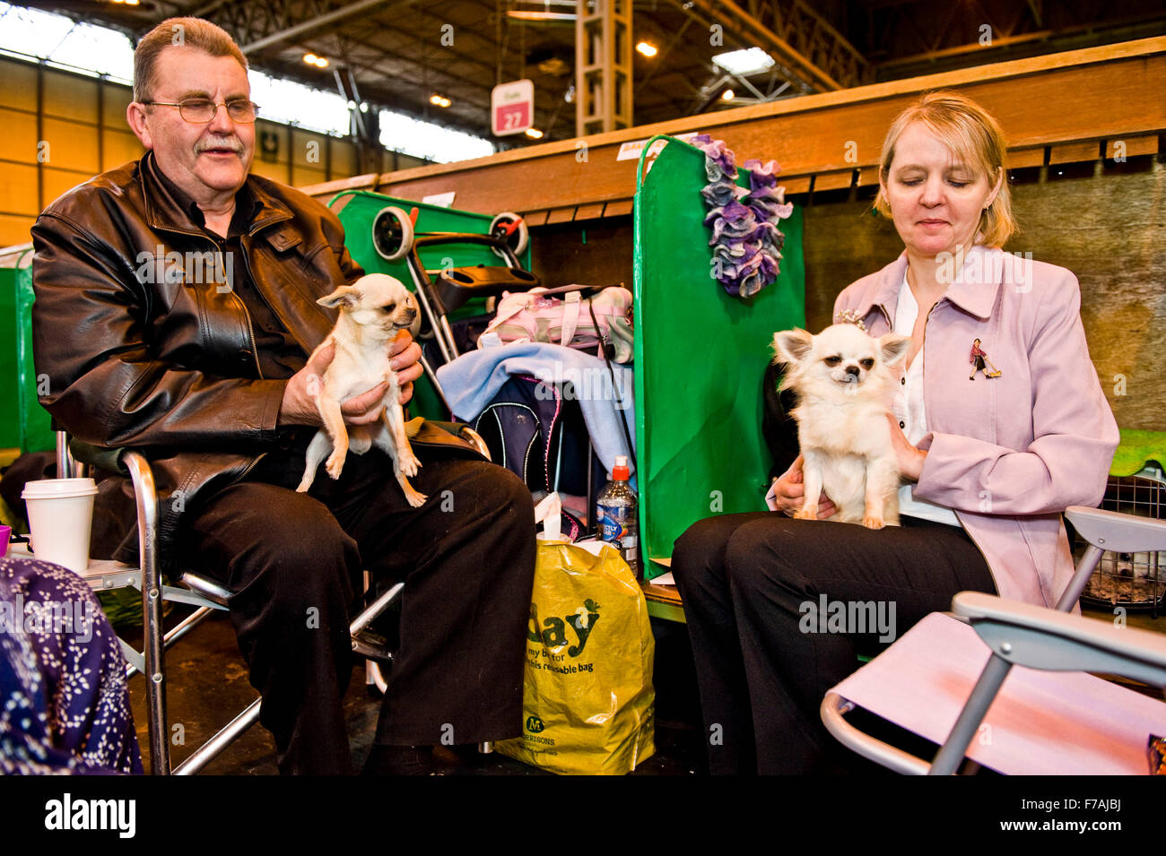 crufts dog show enthusiast poodle dog badge dog lover poodle lover Stock Photo