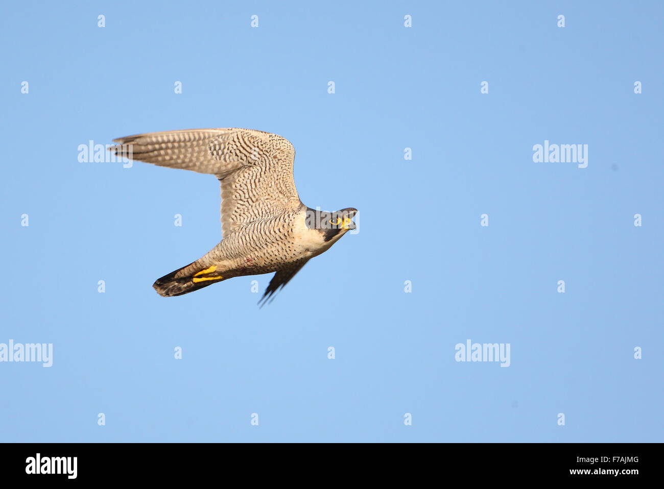 Peregrine Falcon, Stock Photo
