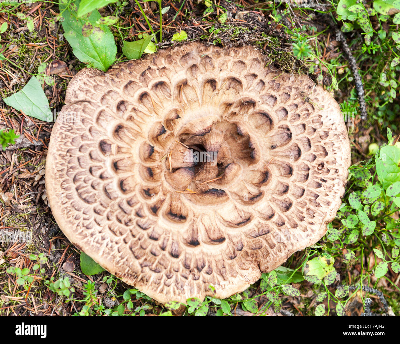 Sarcodon imbricatus, commonly known as the shingled hedgehog or scaly hedgehog, is a species of tooth fungus Stock Photo