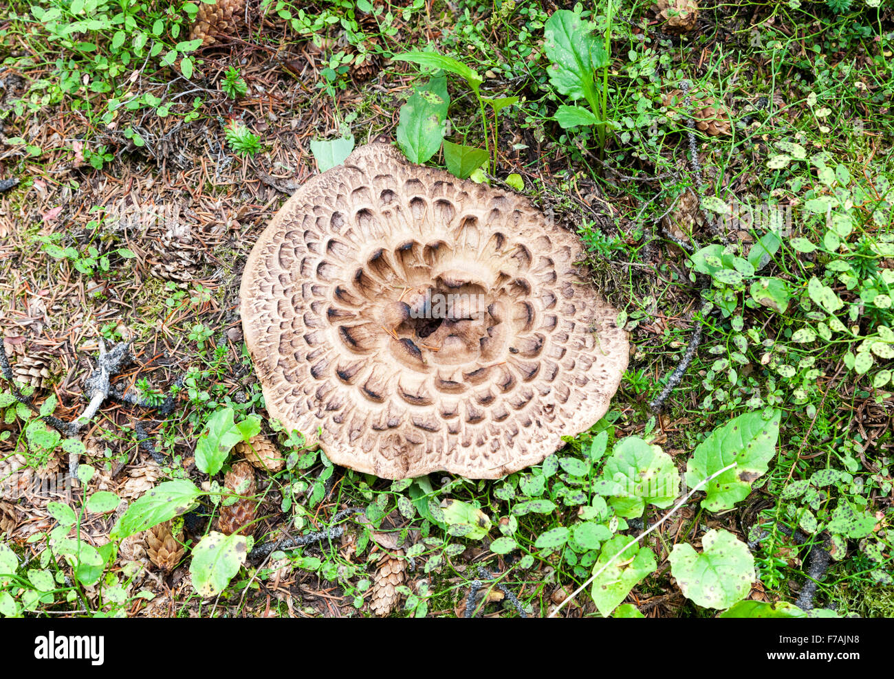 Sarcodon imbricatus, commonly known as the shingled hedgehog or scaly hedgehog, is a species of tooth fungus Stock Photo