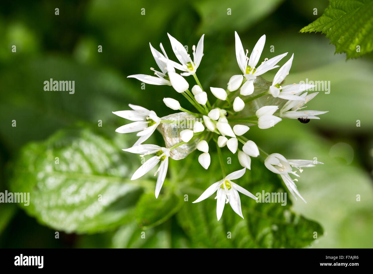 a close up of a wild garlic flower head in bloom during early spring