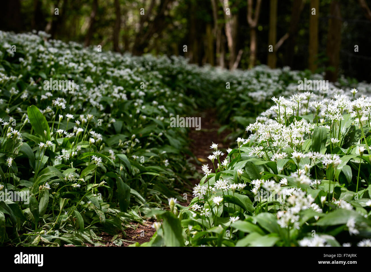 Wild garlic, Allium ursinum in bloom during spring growing alongside a woodland path in the English countryside..The plants are an impressive sight Stock Photo