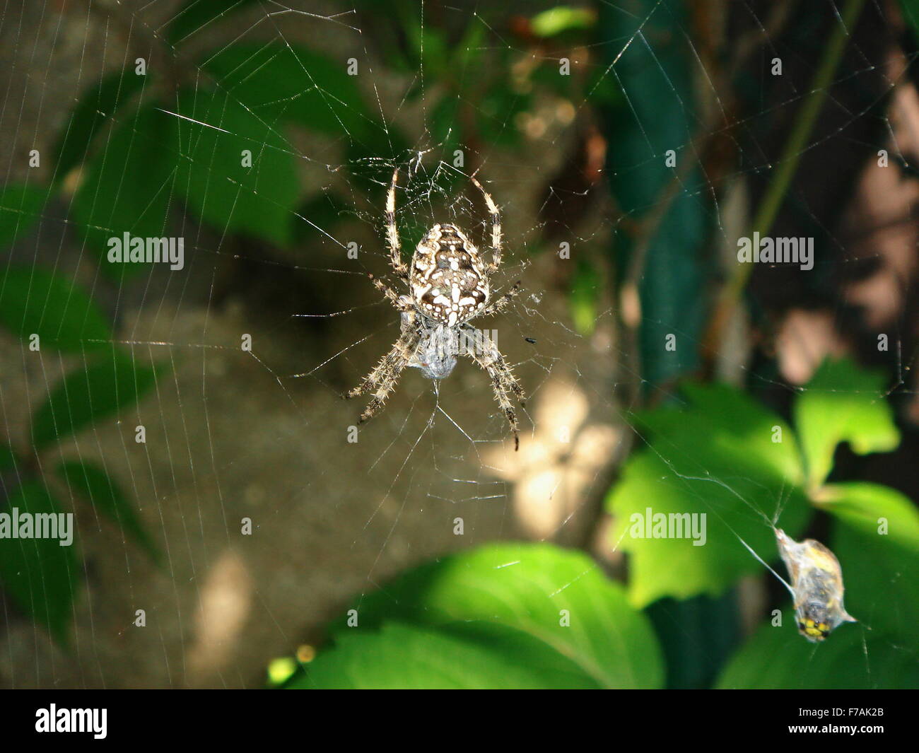 wasp caught in a spider web Stock Photo - Alamy