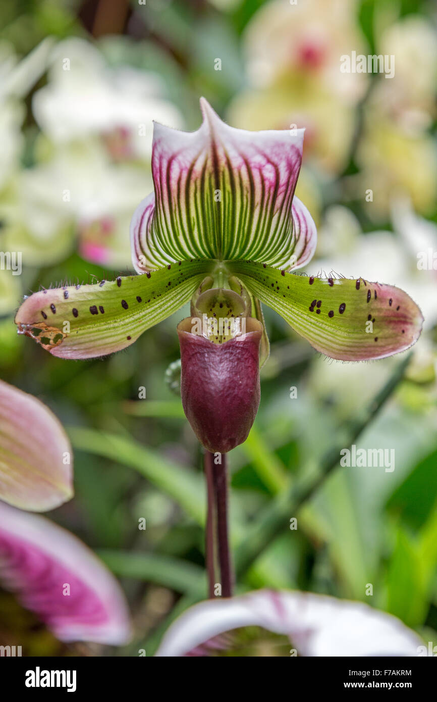 Close-up of a Hong Kong Lady's Slippery Orchid (Paphiopedilum purpuratum) flower. Stock Photo