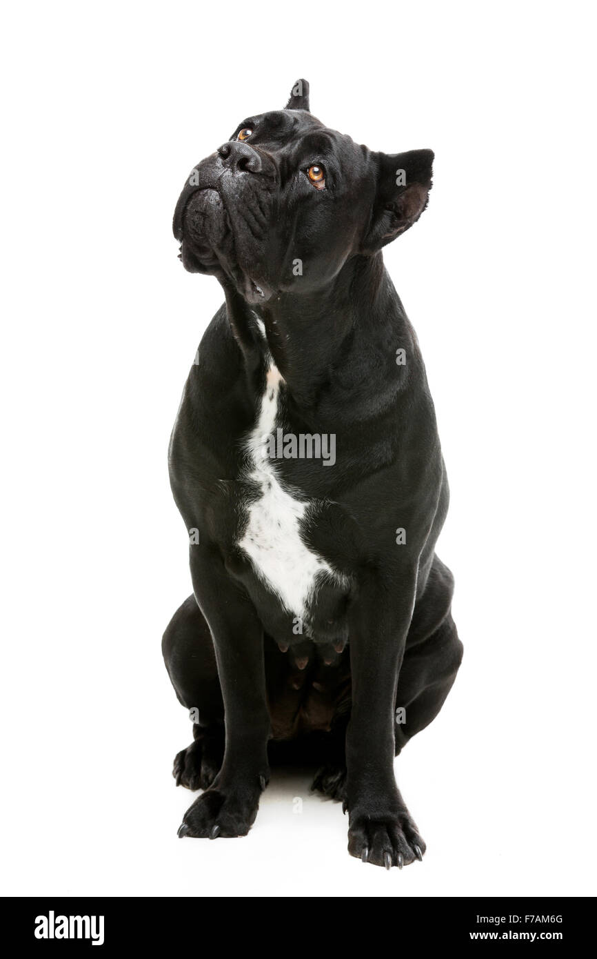 Cane corso dog Stock Photo Alamy