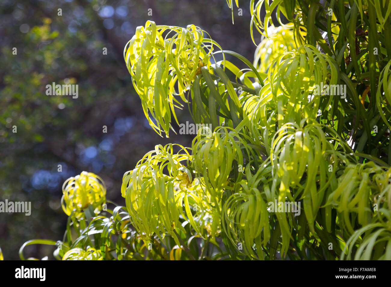 Podocarpus Henkelii plant  in spring Stock Photo
