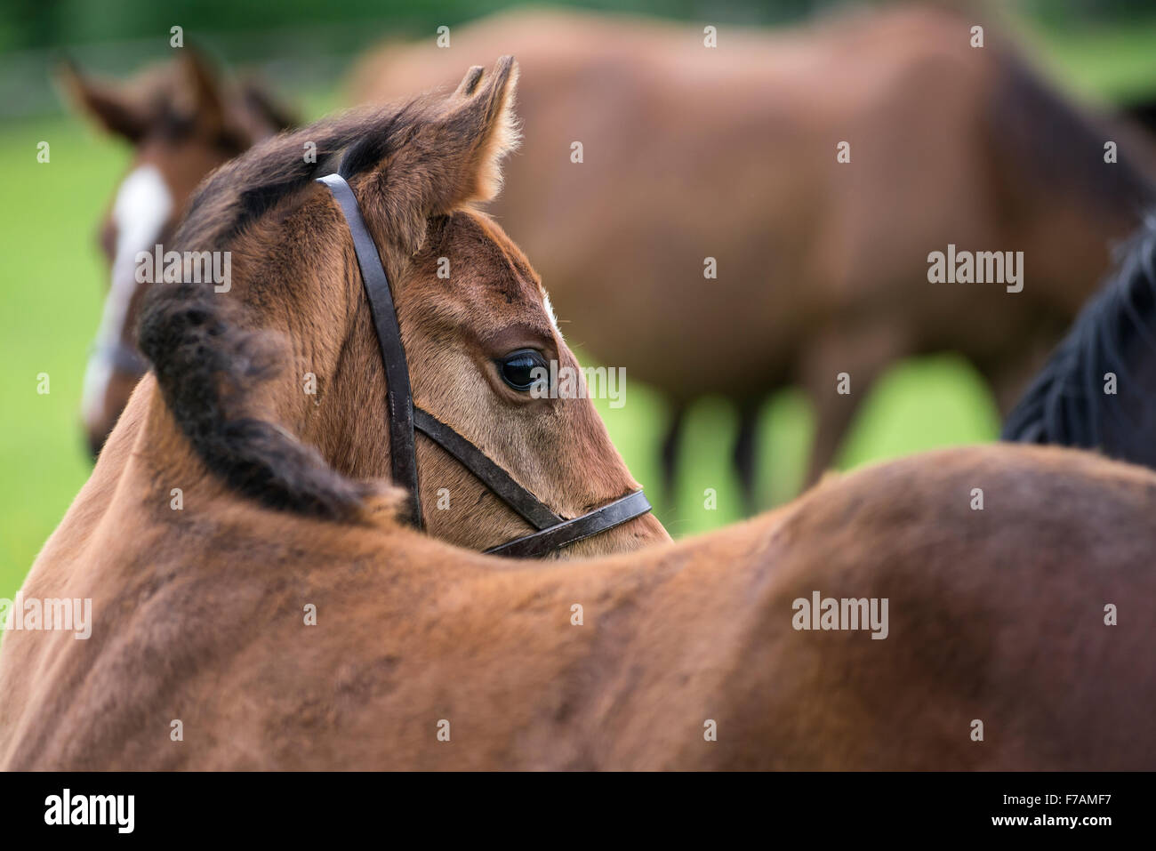 Portrait of an English thoroughbred foal Stock Photo