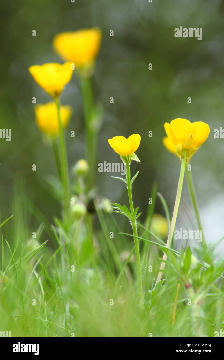 Meadow buttercups (ranunculus acris) thrive in a grassy meadow near Matlock in the Derbyshire Dales, England UK Stock Photo
