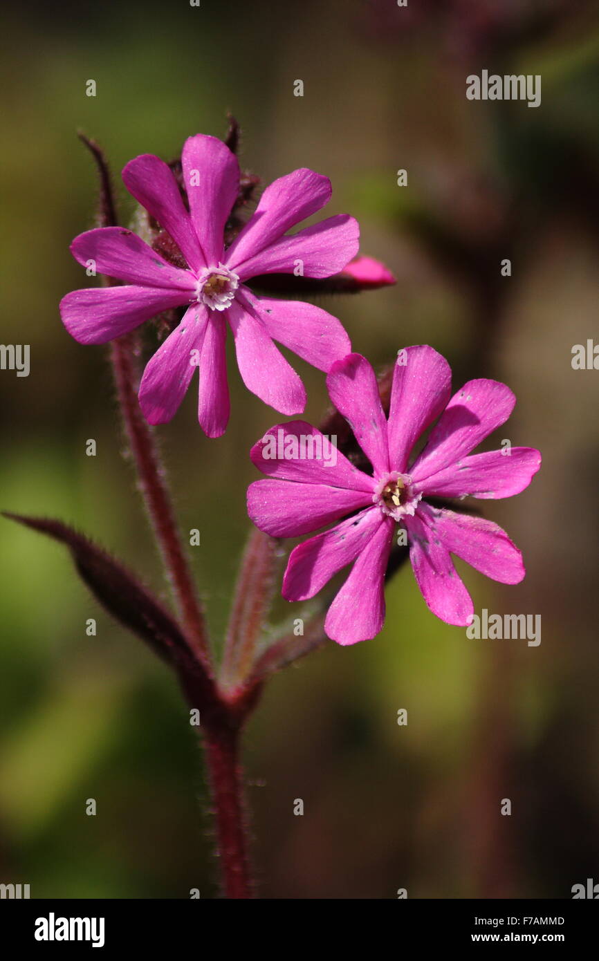 Flowering red campion (silene dioica); widlfower growing in British
