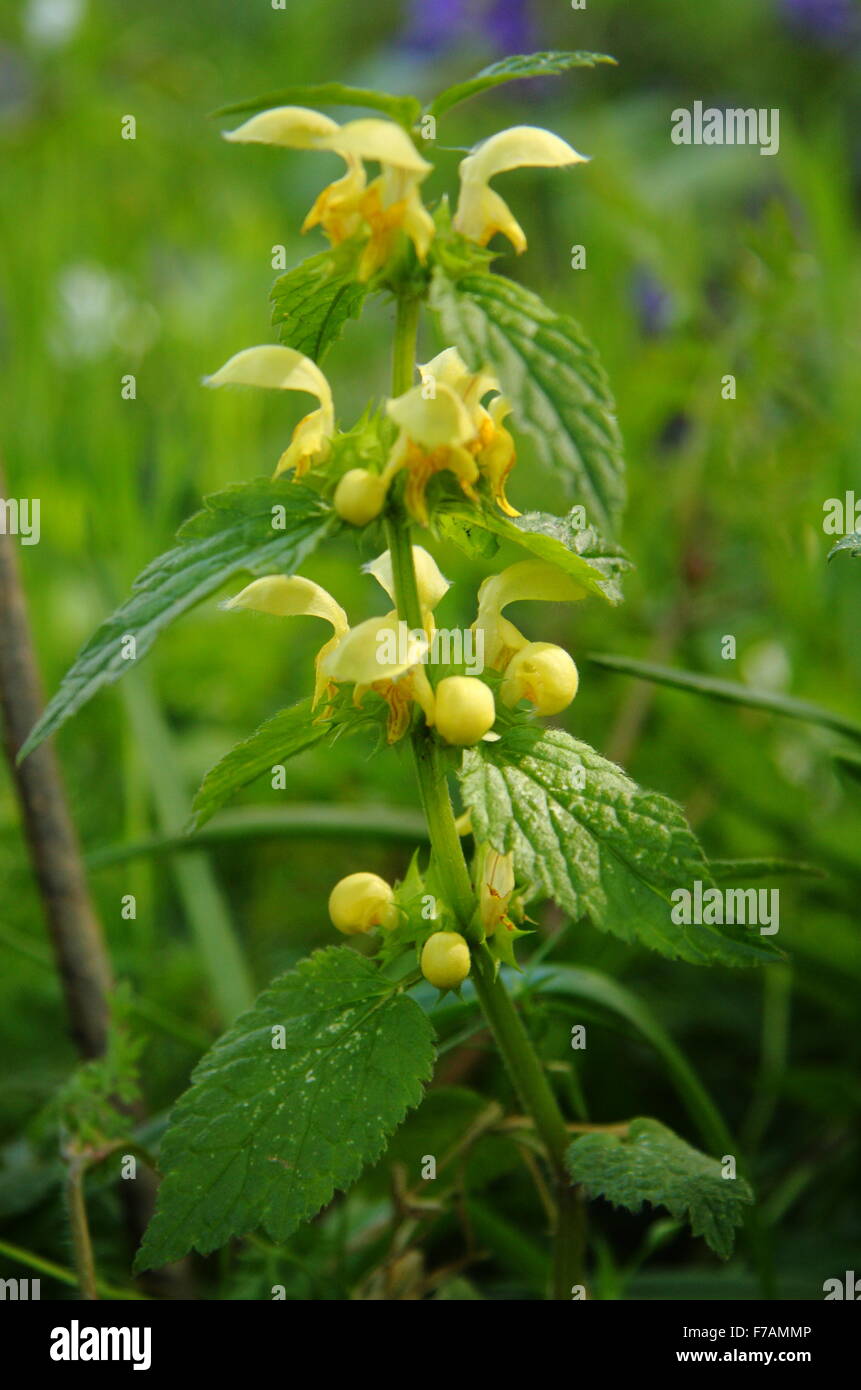 Yellow rattle (rhinanthus minoor) grows in an undisturbed meadow in the ...