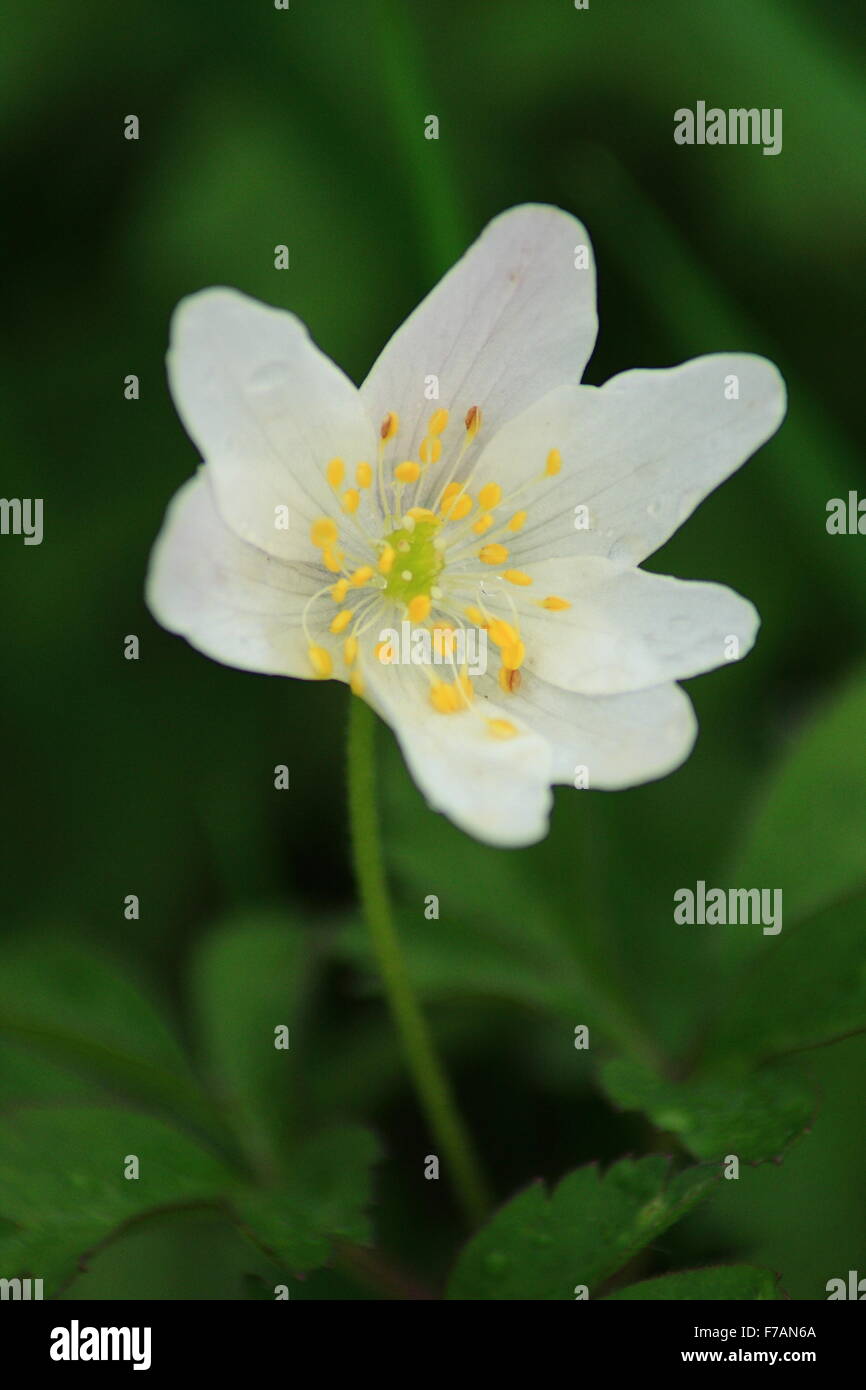 A wild white wood anemone (anemone nemorosa) blooms on an ancient woodland floor in Derbyshire, England UK Stock Photo